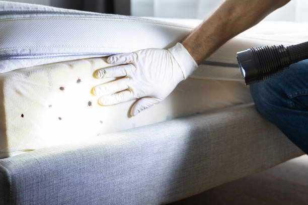 Best Cockroach Control Services  in The Hills, TX