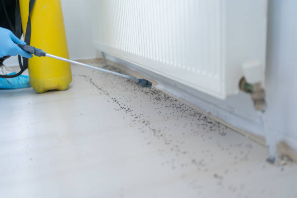 Best Local Pest Control Services  in The Hills, TX